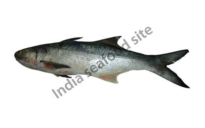 Indian-Salmon