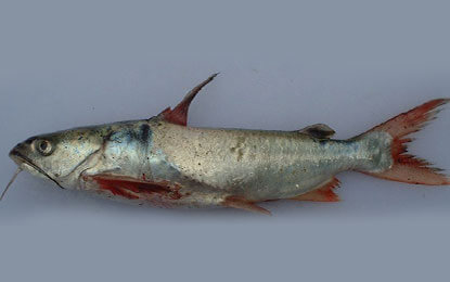 Marine-catfish