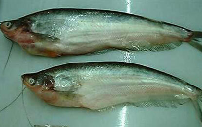 catfish-pabda