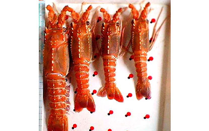 deepsea-Lobster