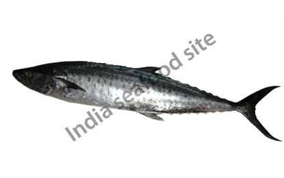 seer-fish