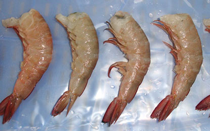 Brown shrimp 