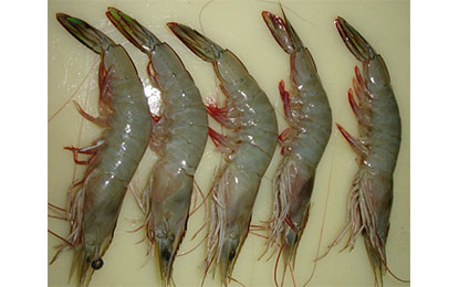 Indian white prawn